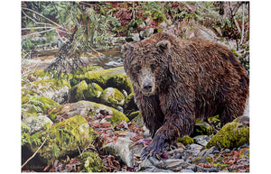 Coastal Grizzly