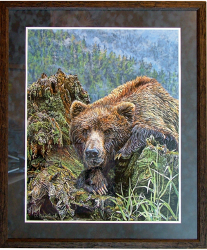 Khutzeymateen Grizzly