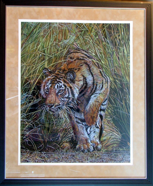 Tall Grass Tiger
