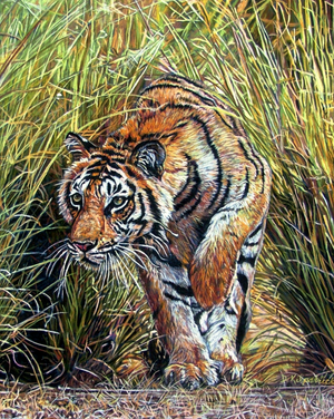 Tall Grass Tiger
